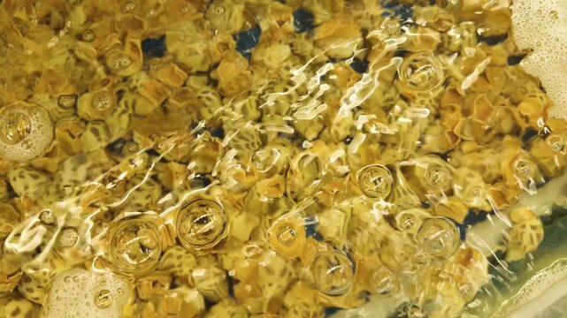 Spotted babylonia snails clustered in an aerated tank, glossy patterned shells and surface bubbles creating a textured, reflective display for fresh seafood markets and restaurants