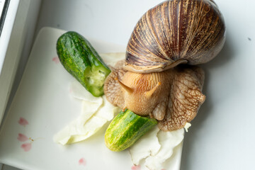 Big snail achatina pet. Animal at home. Eating cucumber veggies food © Real_life
