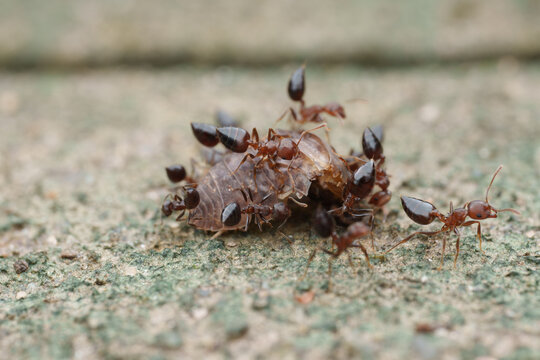Ants Gather Around a Dead Insect on the Ground in a Close View