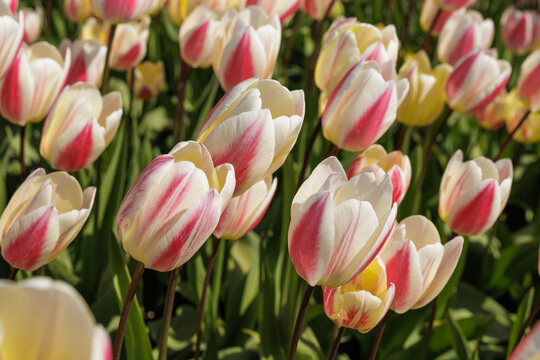 Beautiful white and pink tulip rows blooming in a field
