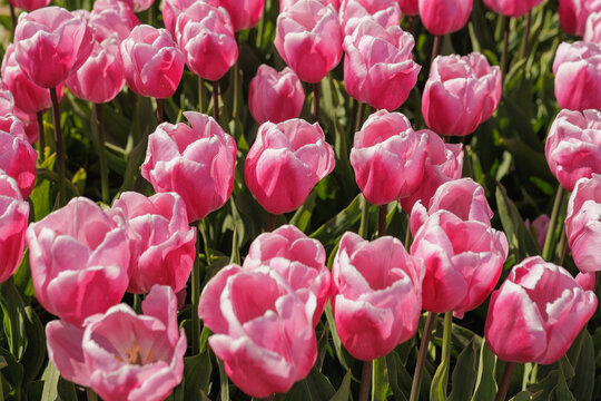 Beautiful pink and white tulips blooming in the Netherlands