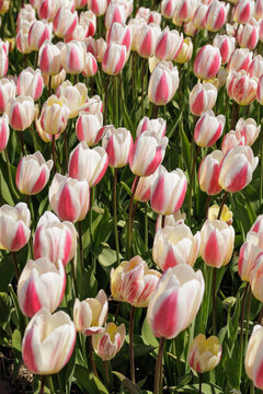 Beautiful white and pink tulip rows blooming in a field