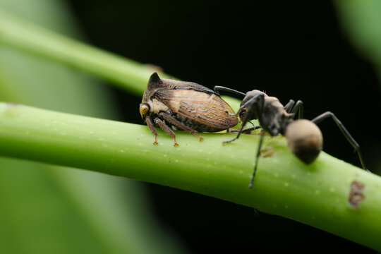 Ant Tending Treehopper Macro