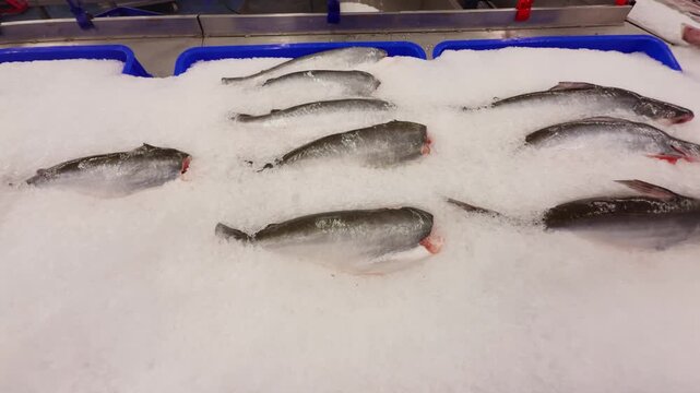 Freshly cleaned, headless fish arranged on crushed ice in blue display trays at a seafood market, chilled and ready for sale or culinary use, showcasing freshness and preservation