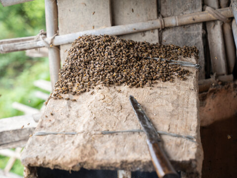 Honey bee on a traditional bee hive