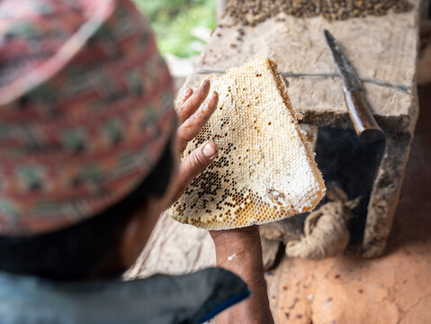 Harvesting Honey