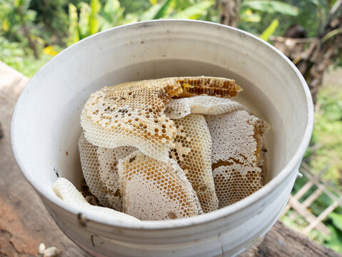 Harvested honey in a white bucket