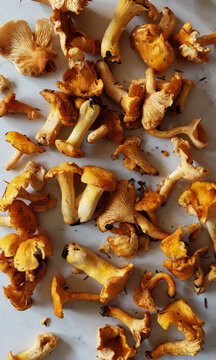 Freshly foraged chanterelles