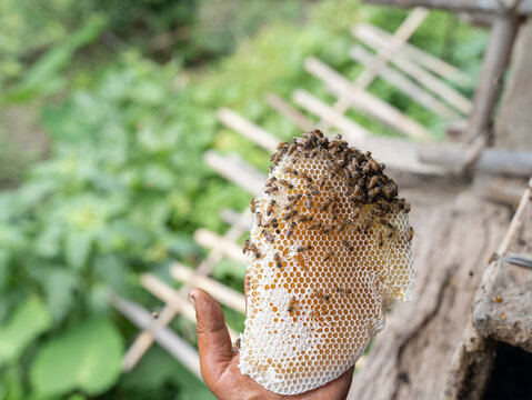 Traditional Bee Keeping