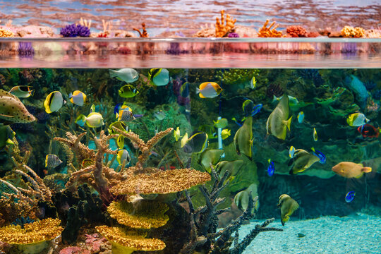 Zoo Aquarium Fish