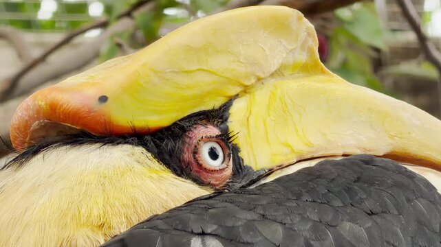 A hornbill rests peacefully in its leafy enclosure at the Saint Petersburg zoo. This majestic bird inspires a feeling of quiet wonder and serene awe.
