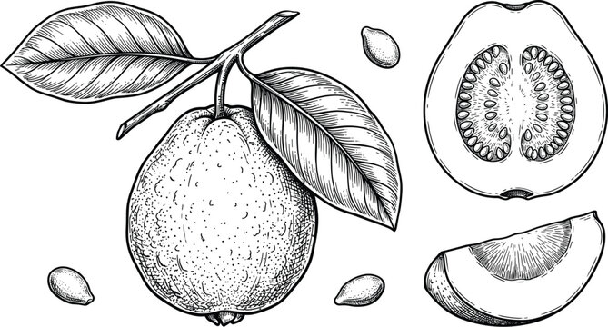 Hand drawn guava fruit sketch set featuring whole fruit on branch with leaves, half section, slice, and isolated seeds vector illustration.