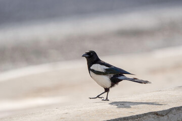 Obraz premium An eurasian magpie walks along a sunlit urban ledge, showing bold black-and-white plumage and iridescent wings. Pica pica illustrates wildlife adaptation and coexistence in city environments.