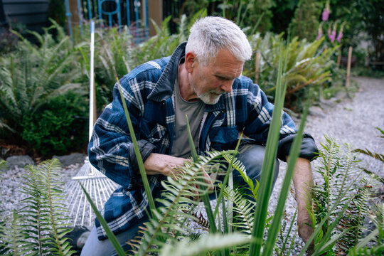 Senior man gardening outdoors tending ferns in a backyard