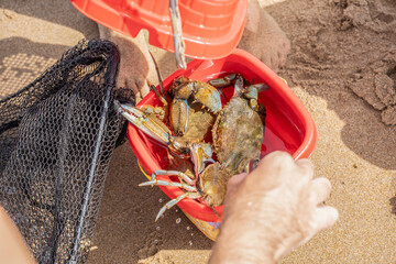 Atlantic blue crabs are confined in a red beach bucket after capture with a hand net. Several callinectes sapidus raise invasive species management and animal welfare concerns. © Davide Zanin