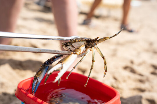 Metal tongs hold an invasive atlantic blue crab, callinectes sapidus, above a beach bucket during capture. The close-up documents controlled handling, removal and invasive species management.