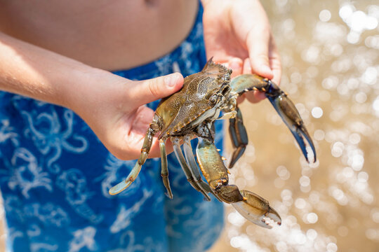 Child holds an invasive Atlantic blue crab, callinectes sapidus, at the beach, echoing the crab pattern on a blue swimsuit. The candid scene explores wildlife handling and animal welfare.