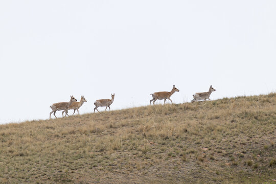 Group of Mongolian gazelle (Procapra gutturosa) walking along the hill side of mongolian steppe in Dornord Aimag in Mongolia