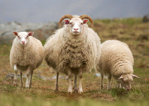 Horned Icelandic sheep stand together on a windswept pasture in rural Iceland. A woolly flock of ovis aries grazes in Nordic grassland, reflecting traditional farming and pastoral life.