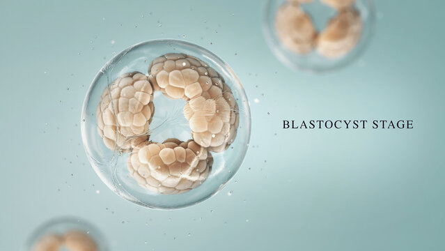 Microscopic view of a developing human embryo blastocyst stage