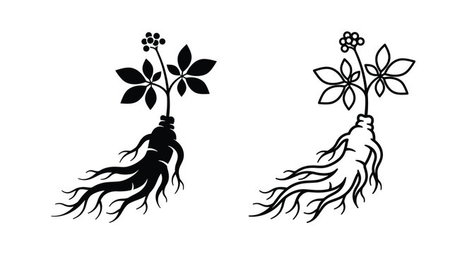 Ginseng root with leaves and berries black silhouette on white background