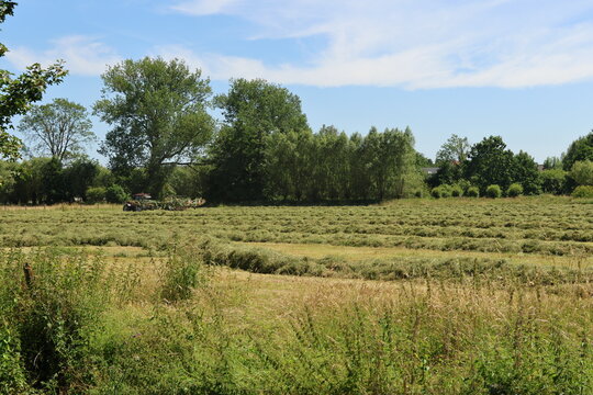 A farmer working in a rural meadow, turning freshly mown grass. A vast, sunny agricultural field of freshly cut grass drying in the sun, organized into long, parallel rows known as windrows.