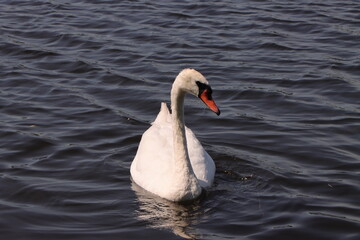 Obraz premium A white mute swan with a gracefully curved neck floats on the surface of dark water. Sunlight highlights the texture of its feathers and bright orange beak. Perfect clean frame with space for text.