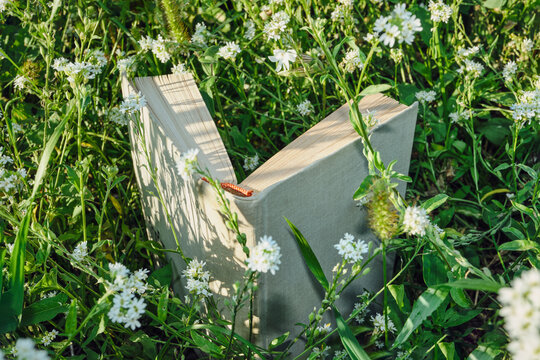 Book standing upright, displaying pages in green meadow with blooming white flowers