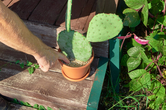 Checking Cactus Soil Moisture Before Watering on Summer Porch