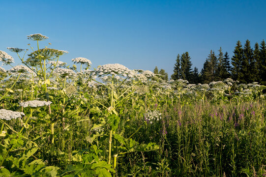 A hogweed umbrella with seeds, a poisonous weed, against a blue sky