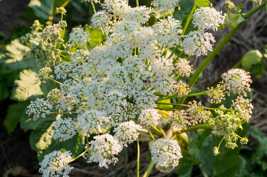 A close-up of a flowering hogweed inflorescence