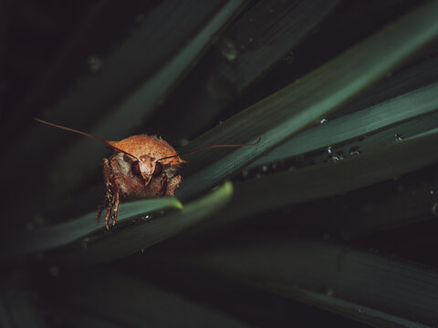 A Large yellow underwing moth 'Noctua pronuba' sheltering from the rain amongst leaves