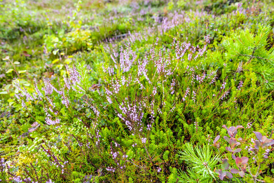 Bl&uuml;hendes Heidkraut in Nordland in Norwegen