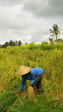 Portrait footage of rice harvesting in Jatiluwih Rice Terraces