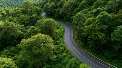 Fototapeta premium Serpentine Road Through Lush Forest
