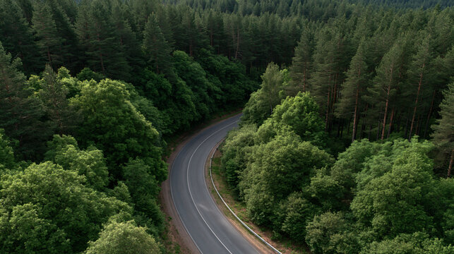 Winding Road Through Emerald Forest