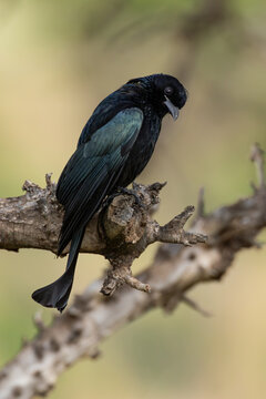 adult hair-crested drongo (dicrurus hottentottus) perching on a branch, found in Dornod Aimag in Mongolia