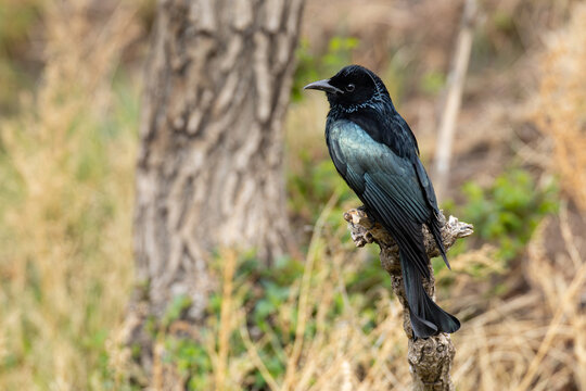 adult hair-crested drongo (dicrurus hottentottus) perching on a branch, found in Dornod Aimag in Mongolia