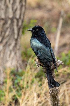 adult hair-crested drongo (dicrurus hottentottus) perching on a branch, found in Dornod Aimag in Mongolia