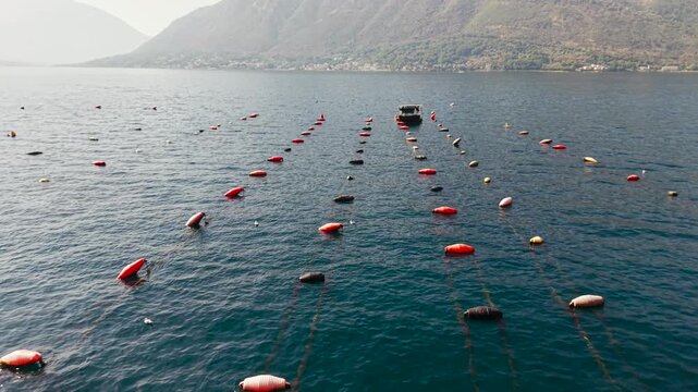 Oyster farm in the Bay of Kotor, Montenegro, with floating buoys and a small boat surrounded by scenic Adriatic mountains and coastal villages