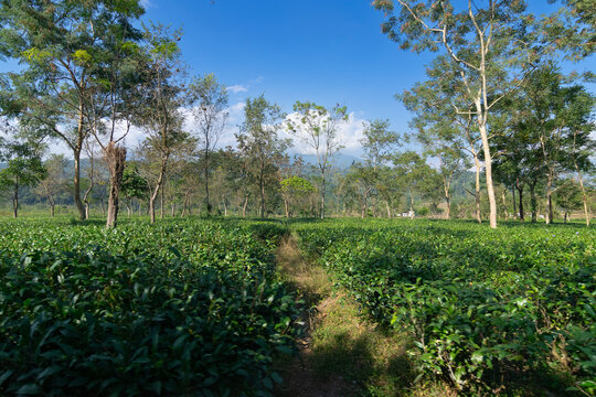 View of Jhalong tea estate with trees and blue sky with cloud above - tea estate stock image Lush greenery, surrounding valley landscapes, picturesque local tea garden at Dooars, West Bengal, India.