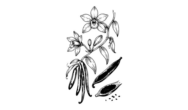 Vanilla botanical study vector illustration with orchid blossoms leaves beans and seed pods