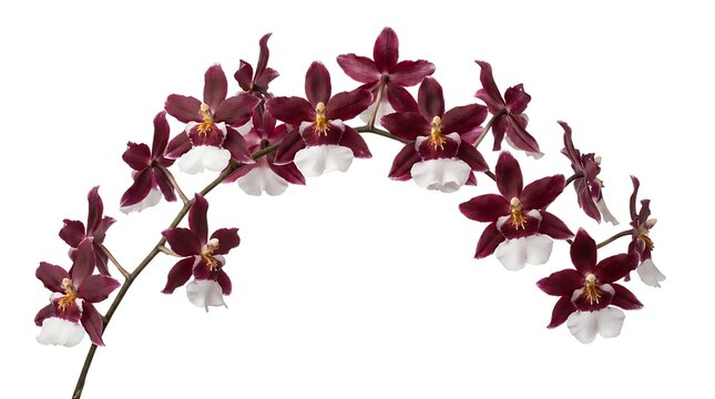 A beautiful arching stem of dark red and white orchid flowers isolated on a clean white background