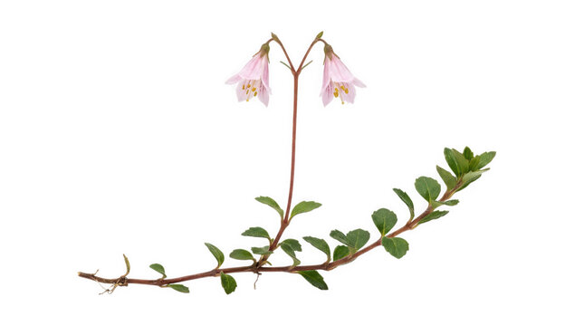 Pink orchid flowers on green vine branch isolated on transparent background