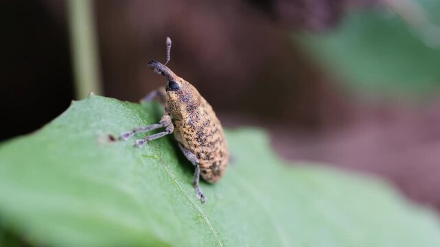 Weevil Resting on Leaf Before Walking Away Macro Nature Video