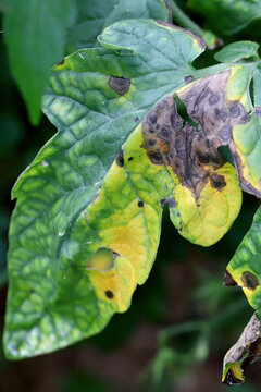 Target spot disease symptoms on tomato leaf. Alternaria solani a fungal pathogen.