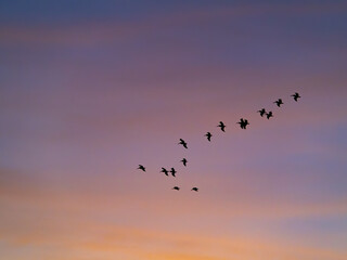 Silhouetted flock of birds in flight against a softly colored dusk sky . Minimal natural background with generous copy space for themes of migration, freedom, journey, change, and peaceful travel. © Julio