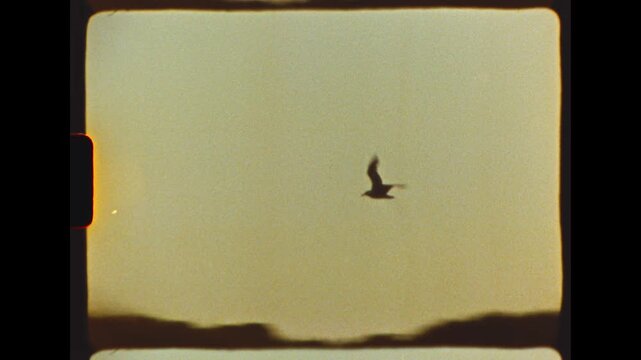 A lone bird glides across the hazy sky above hills, filmed on vintage Super 8 film