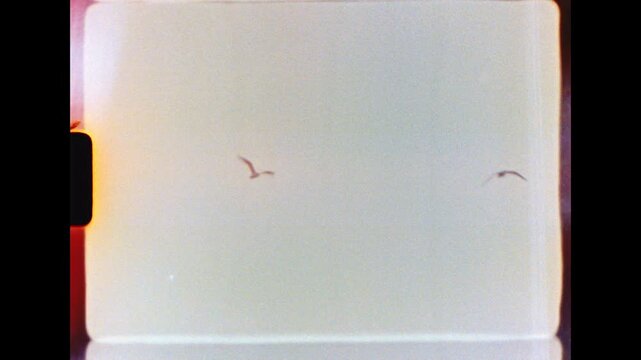 Two seagulls fly together across a bright pale sky before ending in an overexposed film burn, shot on authentic Super 8 film