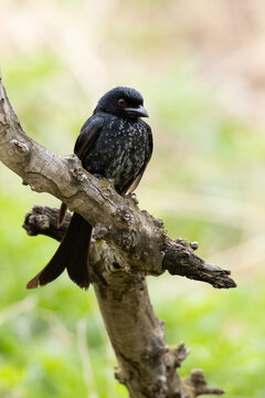 second calendar year crow-billed drongo (dicrurus annectens) perching on a branch, found in Dornod Aimag in Mongolia